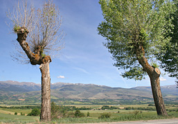 Das, Cerdanya